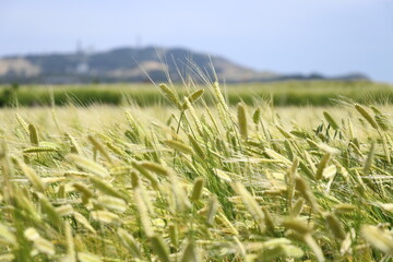 시골의 벼농사 풍경