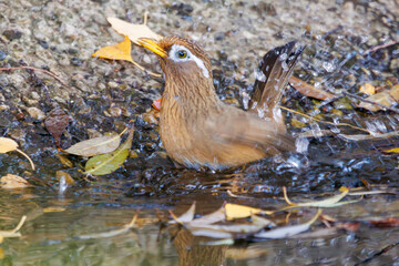 水浴びする可愛いガビチョウ（チメドリ科）。

日本国神奈川県横浜市鶴見区、三ツ池公園にて。
2023年11月18日撮影。

Lovely Hwamei (family comprising the plovers) bathing in the water.

At Mitsuike park, Tsurumi-ku, Kanagawa, Japan,
photo by November 18, 