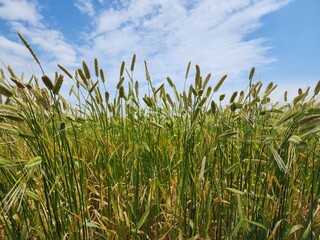 Fototapeta premium 시골의 벼농사 풍경