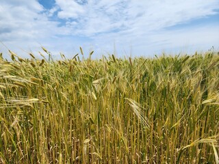 시골의 벼농사 풍경