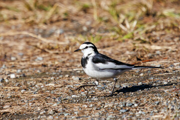 Obraz premium 可愛いハクセキレイ（セキレイ科）。日本国神奈川県横浜市鶴見区、三ツ池公園にて。 2023年11月18日撮影。A Lovely Japanese Pied Wagtail (family of wagtails).At Mitsuike park, Tsurumi-ku, Kanagawa, Japan, photo by November 18, 2023. 