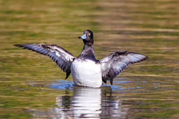 Obraz premium 羽ばたく美しいキンクロハジロ（カモ科）。日本国神奈川県横浜市鶴見区、三ツ池公園にて。 2023年11月18日撮影。A beautiful Tufted duck (Anatidae) flapping its wings.At Mitsuike park, Tsurumi-ku, Kanagawa, Japan, photo by November 18, 2023. 