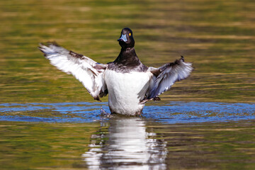 羽ばたく美しいキンクロハジロ（カモ科）。

日本国神奈川県横浜市鶴見区、三ツ池公園にて。
2023年11月18日撮影。

A beautiful Tufted duck (Anatidae) flapping its wings.

At Mitsuike park, Tsurumi-ku, Kanagawa, Japan,
photo by November 18, 2023.
