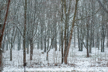 snowfall in a gloomy park
