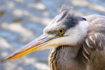 羽づくろいする美しいアオサギ（サギ科）。

日本国神奈川県横浜市鶴見区、三ツ池公園にて。
2023年11月18日撮影。

Beautiful Grey Heron (Egret family) grooming its fur.

At Mitsuike park, Tsurumi-ku, Kanagawa, Japan,
photo by November 18, 2023.
