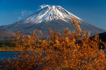 Fototapeta premium 富士山と紅葉秋の本栖湖 Mt. Fuji and Lake Motosu in autumn foliage