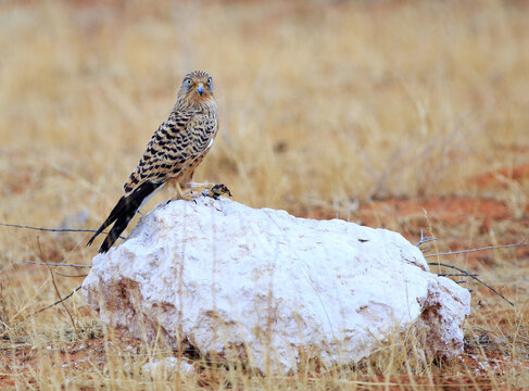 Greater Kestrel perched on a boulder with a dead snake in it's talons - looking directly into camera