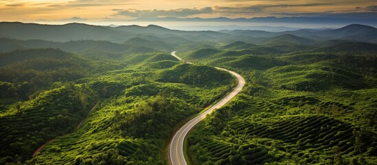 Beautiful road in Thailand's oil palm plantation, shown from above. - obrazy, fototapety, plakaty