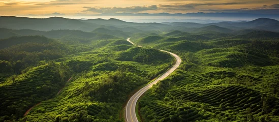 Fotobehang Beautiful road in Thailand's oil palm plantation, shown from above. © 2rogan