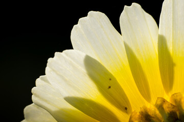 Obraz premium beautiful macro shot of flower petal