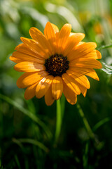 beautiful yellow daisy flower