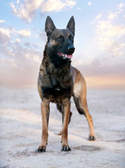 belgian shepherd in nature