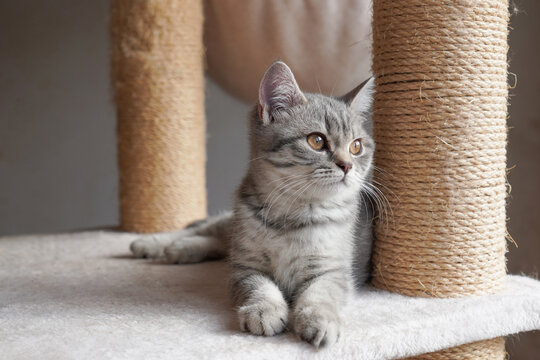 silver tabby british shorthair kitten resting on cat condo