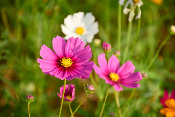 Mexican Aster or Cosmos in the bright sun light.