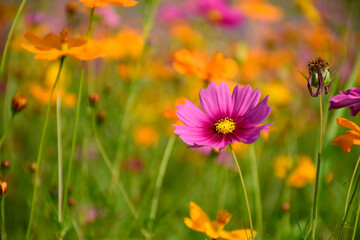 Mexican Aster or Cosmos in the bright sun light.