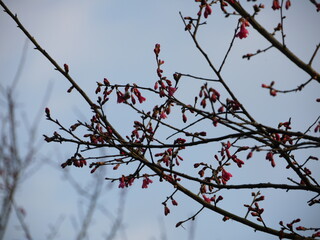 Cherry blossom.