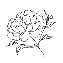 Hand drawn peony flower outline vector floral illustration. Botanical ink pen drawing for modern decor, cards, logo.