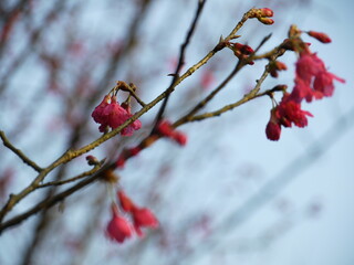 Cherry blossom.