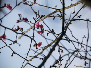 Cherry blossom.