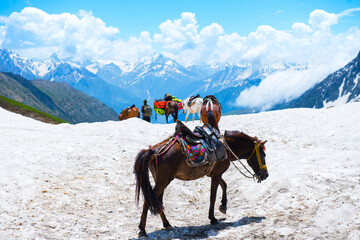 Flock of Horse and Landscape in the Himalayas Nepal Kashmir valley in the Himalayan region. mountain snow. hiking concept Nature camping, India.	
