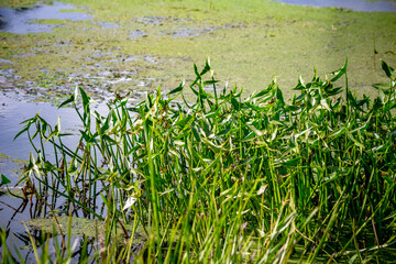 Obraz premium Aquatic plant arrowhead growing in shallow water in a river