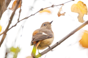 さえずる可愛いジョウビタキ（ヒタキ科）。

日本国神奈川県横浜市鶴見区、三ツ池公園にて。
2023年11月18日撮影。

A Lovely Daurian Redstart (family Eupatoridae) chirping.

At Mitsuike park, Tsurumi-ku, Kanagawa, Japan,
photo by November 18, 2023.
