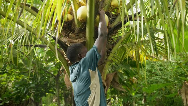 black male african guy harvesting a coconut from the palm tree with the intention to drink the water avoiding dehydration in Africa heat 