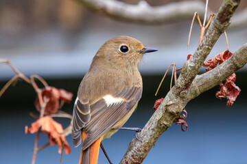 さえずる可愛いジョウビタキ（ヒタキ科）。

日本国神奈川県横浜市鶴見区、三ツ池公園にて。
2023年11月18日撮影。

A Lovely Daurian Redstart (family Eupatoridae) chirping.

At Mitsuike park, Tsurumi-ku, Kanagawa, Japan,
photo by November 18, 2023.
