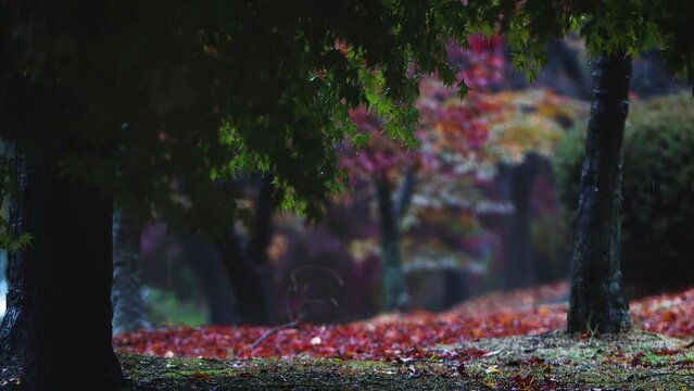 Rain falling on red maple leaves, falling raindrops, comfortable rain sounds and autumn forest scenery, ASMR
