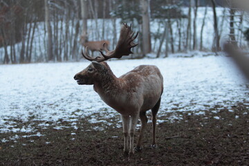 deer in the woods