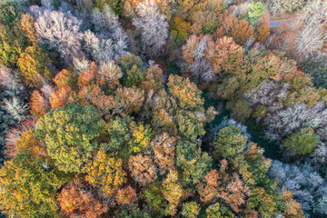 aerial view of a deciduous forest in autumn
