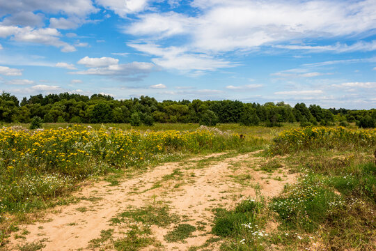 An overgrown wild field with a trampled area and yellow tansy growing along the edges