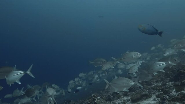 School of jackfish found scuba diving in the South of the Maldivian Archipelago
