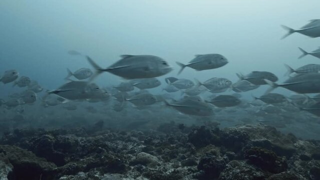 School of jackfish found scuba diving in the South of the Maldivian Archipelago