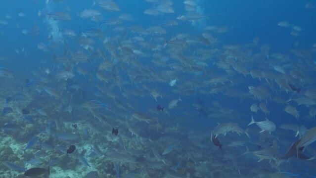 School of jackfish found scuba diving in the South of the Maldivian Archipelago