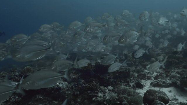 School of jackfish found scuba diving in the South of the Maldivian Archipelago