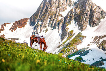 Horse and Landscape in the Himalayas Nepal Kashmir valley in the Himalayan region. mountain snow. hiking concept Nature camping, India.