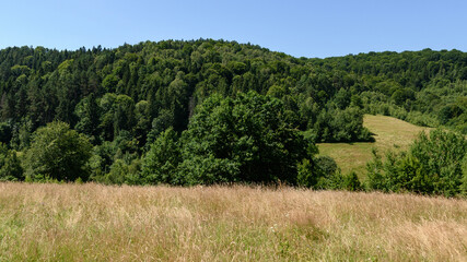 Fototapeta na wymiar Beautiful summer landscape and horizon in the clear sky and green forest.