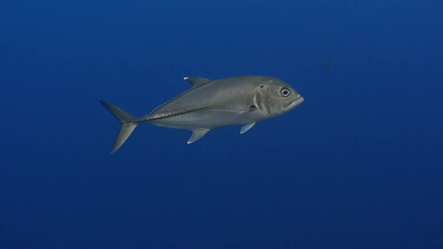 Big fishes you can find while scuba diving in the Red Sea in Egypt