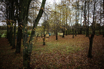Autumn on an abandoned farm in Podlasie