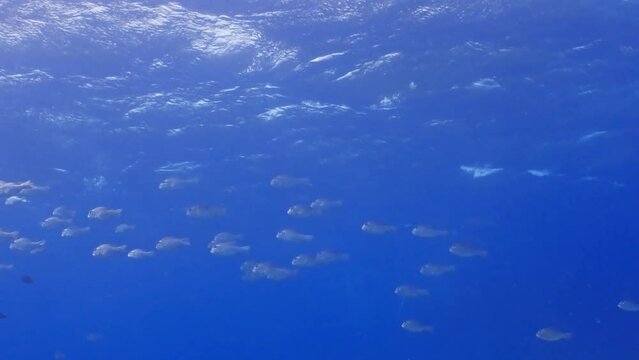 Big fishes you can find while scuba diving in the Red Sea in Egypt