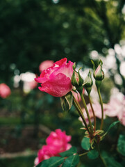 Roses in the garden