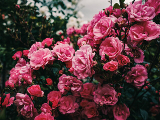 Pink roses in the garden