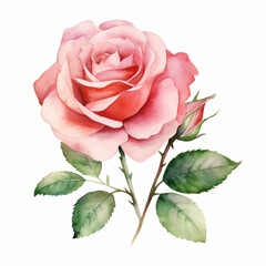 Watercolor Rose Clipart Isolated on white background 
