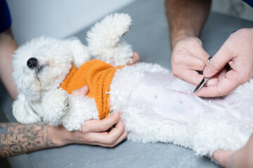 Vet with no finger removing surgical sutures from a Maltese dog belly