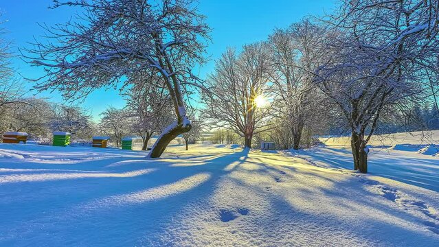 Local orchard covered in white snow on sunny winter day, sun tracking camera time lapse