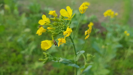 yellow flowers in the field