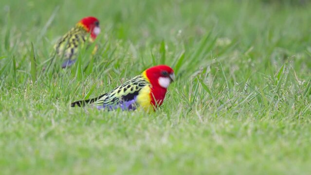 Eastern Rosella parrots feeding on grass seeds in green field