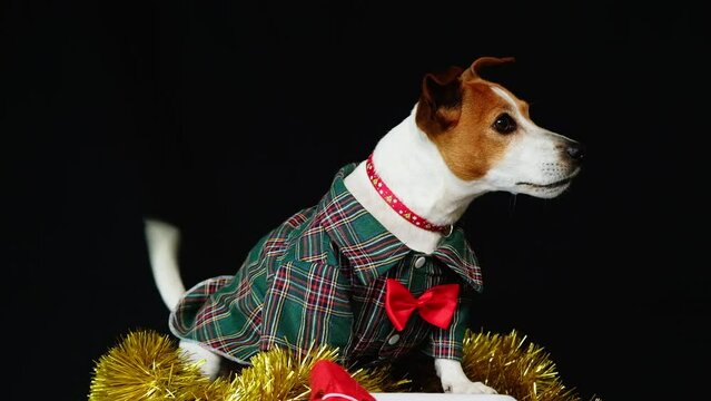 Jack Russell dog dressed up in cute festive Christmas costume and red bowtie