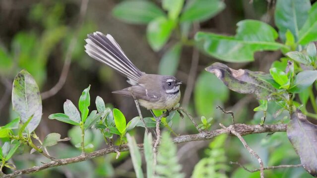 Fantail Piwakawaka in green bush flies away